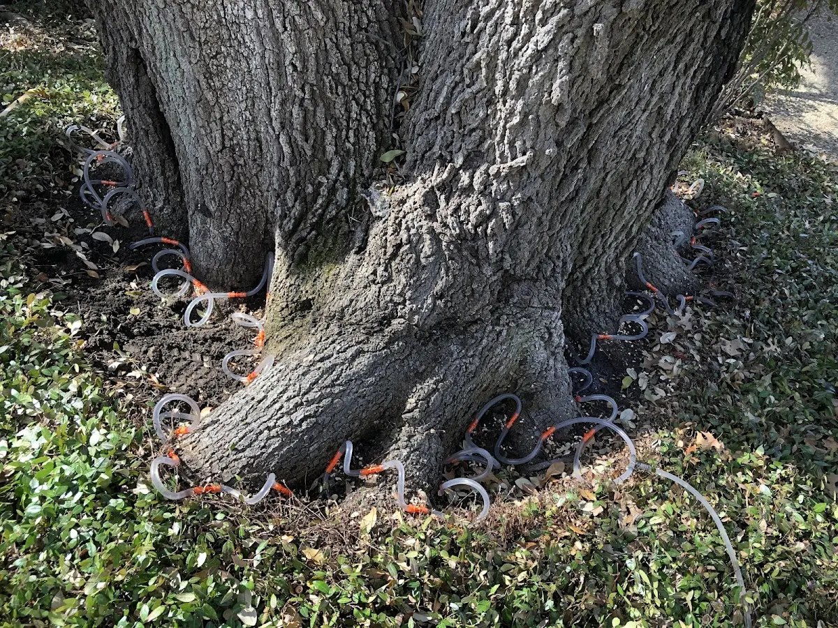 Detailed Tree Cabling and Bracing job site in Henrietta