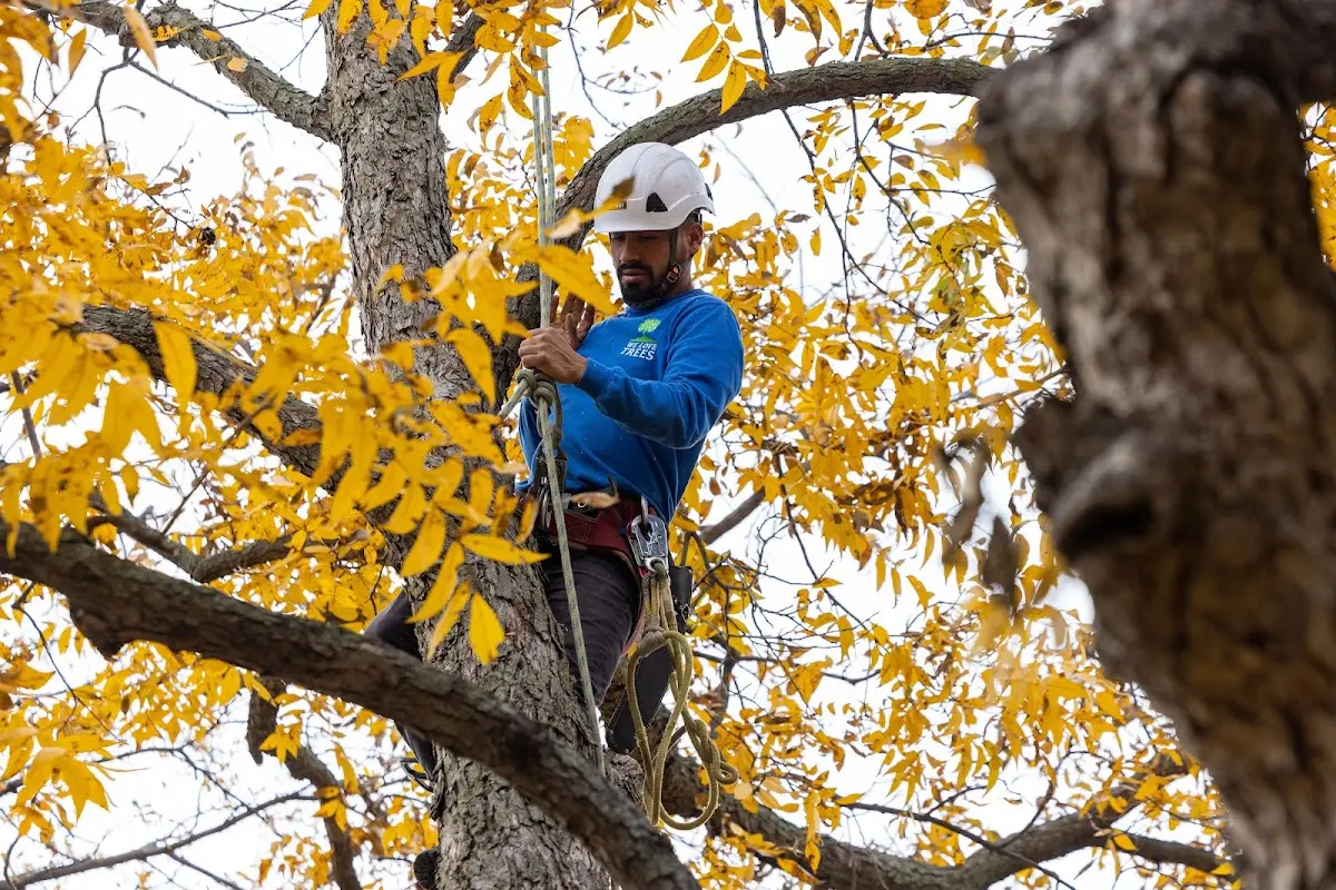 Skilled Tree Transplanting crew working in Henrietta
